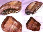 Psephodus Заборье. Psephodus Заборье.