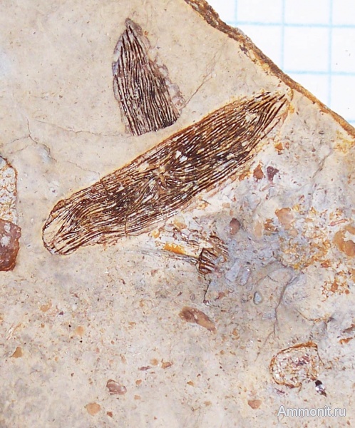 рыбы, нижний карбон, стешевский горизонт, Palaeonisciformes, Palaeonisci, Заборье, палеониски