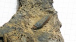 Platyxystrodus,Заборье