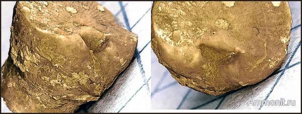 Гжель, гжельский ярус, верхний карбон, Phosphannulus