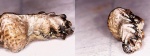 Campodus elegans (Romanowsky,1864)