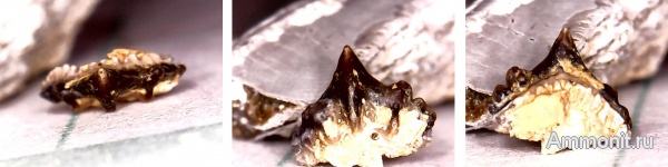 рыбы, нижний карбон, lissodus, Chondrichthyes, стешевский горизонт, зубы рыб, Заборье