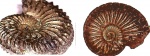 Малек Amoeboceras