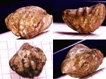 Брахиопода Lacunosella malbosi