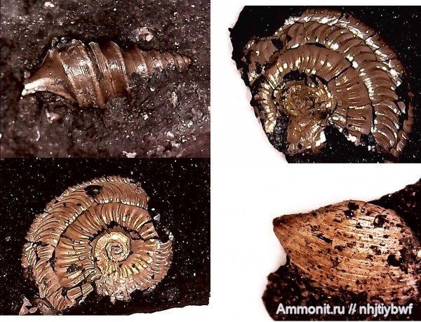 аммониты, гастроподы, Москва, Москворечье, двустворки, Amoeboceras