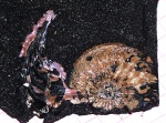 Вентральный ростр Amoeboceras Вентральный ростр Amoeboceras