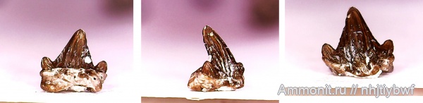 рыбы, нижний карбон, Chondrichthyes, стешевский горизонт, Elasmobranchii, Euselachii, зубы рыб, Заборье, fish, teeth