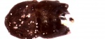 Calopodus?