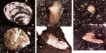 Немного двустворок и фораминифера, Москворечье. Немного двустворок и фораминифера, Москворечье.