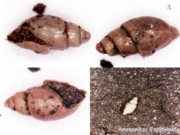 гастроподы, Москворечье, оксфорд, Cylindrobullina