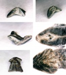 Оксфордский ринхолит. Gonatocheilus Оксфордский ринхолит. Gonatocheilus