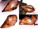 Nuculana.