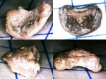 Радиаль чашечки Rhabdocrinus (предположительно)