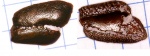 Psephodus? Psephodus?