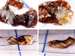 Poecilodus.