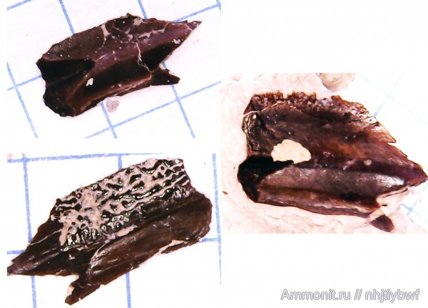 нижний карбон, стешевский горизонт, чешуя, Palaeonisciformes, Palaeonisci, Заборье, чешуя рыб, палеониски