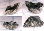 Gonatocheilus, Крым,юра. Gonatocheilus, Крым,юра.