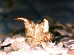 Шип или  Iniopterygiformes?