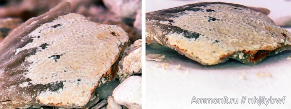 мшанки, нижний карбон, стешевский горизонт, обрастание, Заборье