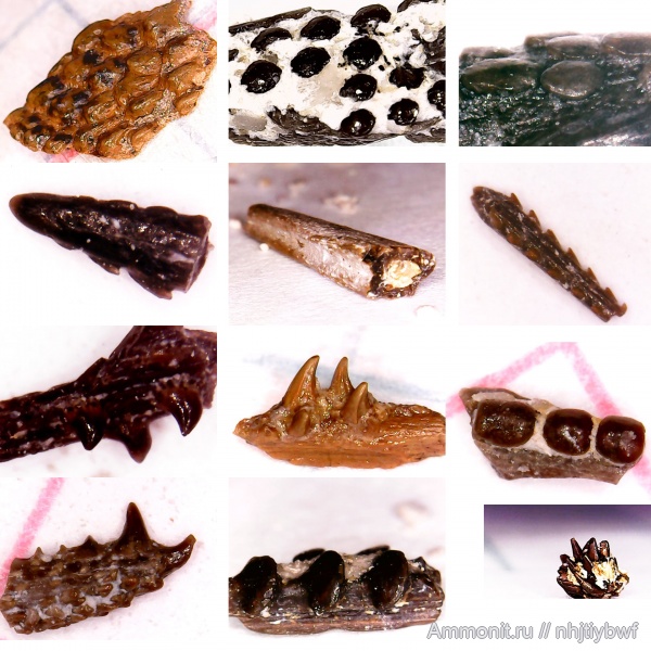 рыбы, нижний карбон, Chondrichthyes, стешевский горизонт, Menaspiformes, шипы, Заборье, шипы рыб