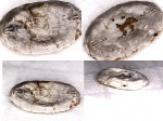 Platycrinites