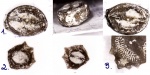 Platycrinites