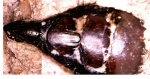 Ой, а можно я тоже своего инвалидика помещу? Petalorhynchus Ой, а можно я тоже своего инвалидика помещу? Petalorhynchus