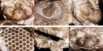 Estoniops exilis