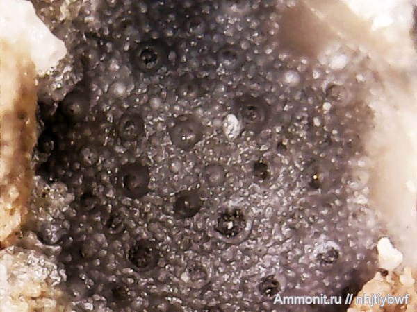ордовик, мшанки, Bryozoa