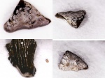 Передняя пластинка Platyxystrodus