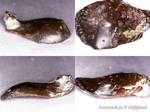 рыбы, нижний карбон, Chondrichthyes, стешевский горизонт, Petalodontiformes, зубы рыб, Заборье, Janassa