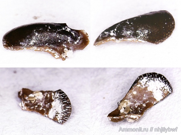 рыбы, нижний карбон, Chondrichthyes, стешевский горизонт, Petalodontiformes, зубы рыб, Заборье, Janassa
