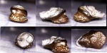 Oxytomodus Oxytomodus