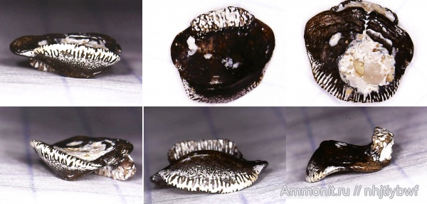 рыбы, нижний карбон, Chondrichthyes, стешевский горизонт, Petalodontiformes, зубы рыб, Заборье, Janassa