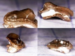 Venustodus venustus Venustodus venustus