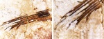 Listracanthus