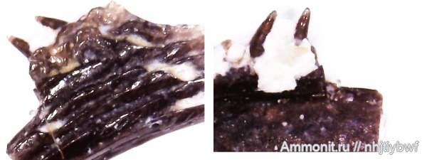рыбы, нижний карбон, стешевский горизонт, Palaeonisciformes, зубы рыб, Заборье, палеониски