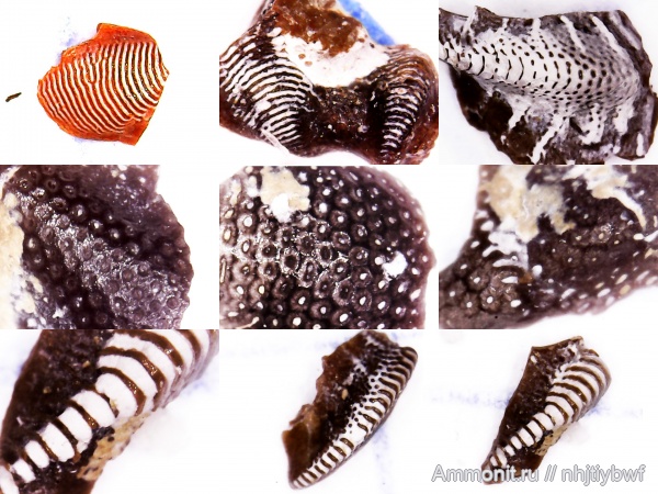 рыбы, нижний карбон, Chondrichthyes, стешевский горизонт, зубы рыб, Заборье