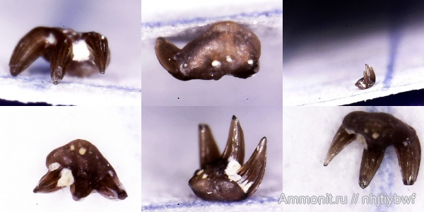 рыбы, нижний карбон, Chondrichthyes, стешевский горизонт, Thrinacodus, Elasmobranchii, зубы рыб, Заборье