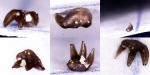 Thrinacodus Thrinacodus