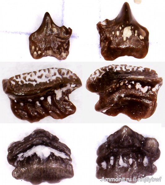 рыбы, нижний карбон, Chondrichthyes, Oxytomodus, стешевский горизонт, зубы рыб, Заборье, Diclitodus