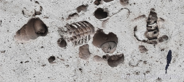 Actinocerida