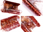 Sphenothallus? кусочек Sphenothallus? кусочек
