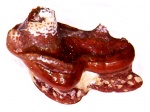 Venustodus Venustodus