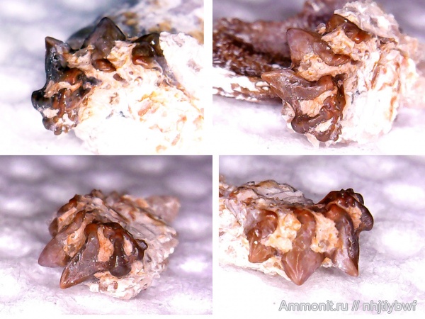 рыбы, нижний карбон, Chondrichthyes, стешевский горизонт, зубы рыб, Заборье, Mesodmodus