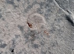 Отпечаток аммонита Puzosia planulata