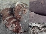 Euaspidoceras Euaspidoceras
