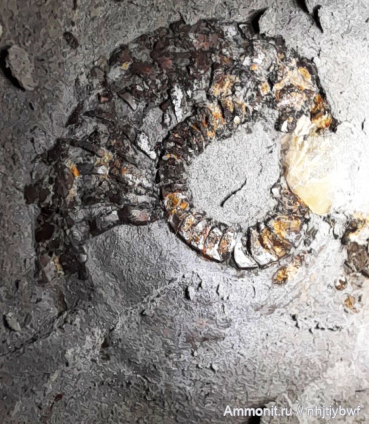 головоногие моллюски, стешевский горизонт, Заборье, Nautilida, Catastroboceras