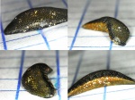Psephodus Psephodus