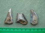 зубы Otodus ( Carcharodes) angustidens Agassiz